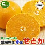 ショッピング甘平 せとか みかん 小玉 2S〜Mサイズ 訳あり 家庭用 5kg 1箱 愛媛県産 5キロ ギフト みかん (紅マドンナ 甘平と並ぶ高級柑橘) 出荷日お任せ 指定日不可 ギフト広場