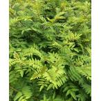 KURUMAYA-herb[ плоды зантоксилума. лист 50 листов ] Nagano префектура доверие . блок . хвост гора культивирование период пестициды не использование нет .. приправа .. предмет 