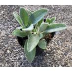 KURUMAYA-herbラムズイ...