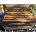 [ Niigata ограничение ] пыльца . распределение специальный 4 листов группа Mitsuba chi8 десять тысяч долгое время . распределение type (2~5 месяцев ) женщина . пчела есть корм с коробкой запад Mitsuba chi( итальянский серия .. вид )