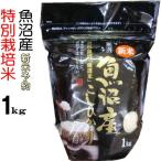 ¿·ÊÆ 1kg 2025ǯ ÎáÏÂ7ǯ µû¾Â»º¥³¥·¥Ò¥«¥ê ÇòÊÆ ÆÃÊ̺ÏÇÝÊÆ