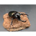 WDジャワコーカサス　♂94ｍｍ♀フリーサイズ　