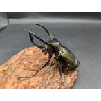 WDアトラスオオカブト　♂80ｍｍ♀フリーサイズ　