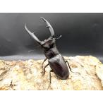 WDマンディブラリス　♂101ｍｍ♀フリー