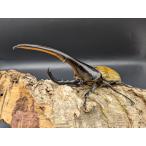 DHヘラクレスオオカブト　♂153ミリ♀フリー