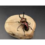 nijiiro рогач оттенок красного личинка 