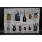  мир. жук-носорог внизу кровать 