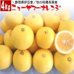. бобы производство новый summer orange 4k( Shizuoka префектура Special производство ) фрукты .. плоды мандарин цитрусовые День матери День отца подарок 