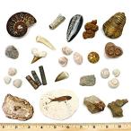 Dancing Bear Fossil Collection Set,15 Real Specimens: Trilobite,Ammonite,Fi