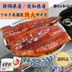 うなぎ長蒲焼 特大 約167g×3尾入 ギフト 贈り物 プレゼント 母の日 父の日 化粧箱 京丸うなぎ 国産 静岡県産 愛知県産 送料無料 鰻 うなぎ ウナギ