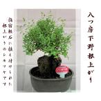  бонсай Mini размер yatsufsa спирея японская розовый корень израсходованный скала есть .. легко крепкий, значительно если нет 