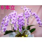 極上のミディ胡蝶蘭5〜6本立ち