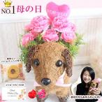 ●フラワー アレンジメント バームクーヘン付き  ダックスフンド 柴犬 くま プレゼント 母の日 [2016-m01] 送料無料 93962