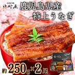 ショッピングうなぎ 父の日 父の日　丑の日　うなぎ　蒲焼き　国産　ギフト　鹿児島県産　特大　250g×2尾　うなぎ蒲焼　蒲焼　化粧箱　贈り物　母の日　遅れてごめんね