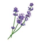  лампа bell je соответствует автомобиль rutie лаванда 100ml[A1122] aroma масло пробный mezzo n bell je соответствует 