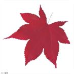 型抜きクリアシート（２００枚入） ６５３６８ 赤もみじ