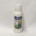 ki LAP пол bru500ml