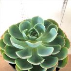 エケベリア インブリカータ 七福神 の育て方 ゆるぷ