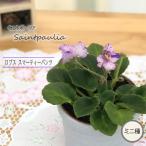 【予約販売】 セントポーリア ロブススマーティーパンツ 3号鉢 ミニ種 鉢花 インテリアグリーン ogr 6月中旬以降発送