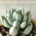 多肉植物 エケベリア エレガンスブルー錦 6cmポット 観葉植物 インテリア ejr