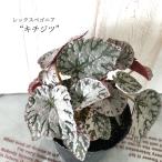 【予約販売】 レックスベゴニア キチジツ 吉日 10.5cm