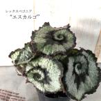 レックスベゴニア エスカルゴ 10.5cmポット ベゴニア 鉢花 インテリアグリーン インドアグリーン kmr