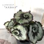 [ предварительный заказ распродажа ] Rex бегония Escargo 10.5cm pot бегония цветочный горшок интерьер зеленый Индия a зеленый kmr 11 месяц средний . после отправка 