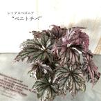【予約販売】 レックスベゴニア ベニトチバ 紅栃葉 10