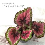 【予約販売】 レックスベゴニア メリークリスマス 10.