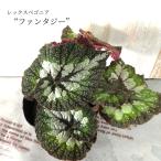 【予約販売】 レックスベゴニア ファンタジー 10.5cm