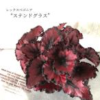 【予約販売】 レックスベゴニア ステンドグラス 10.5c