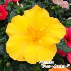 [ предварительный заказ распродажа ] гибискус мед желтый 5 номер растение в горшке tyo 5 месяц последняя декада после отправка 