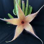 多肉植物 スタペリア ハイブリッド交配種 3.5号鉢 観葉植物 インテリア …