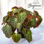 【予約販売】 球根性ベゴニア ペアルケイ 3.5号ポット