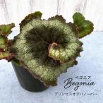 【予約販売】 レックスベゴニア プリンセスオブハノー