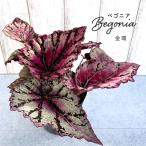 【予約販売】 レックスベゴニア 金環 3.5号ポット ベ