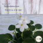 【予約販売】 セントポーリア ウッドトレイル 白 3号鉢 トレイル種 鉢花 インテリアグリーン ogr 6月中旬以降発送