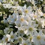 ショッピングクレマチス 【予約販売】 クレマチス カートマニージョー 9cmポット 花苗 ガーデニング akt 2月下旬以降発送