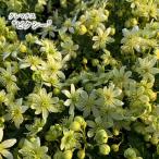 ショッピングクレマチス 【予約販売】 クレマチス ピクシー 9cmポット 花苗 ガーデニング akt 2月下旬以降発送