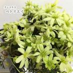 ショッピングクレマチス 【予約販売】 クレマチス ペトリエイ 9cmポット 花苗 ガーデニング hys 2月下旬以降発送