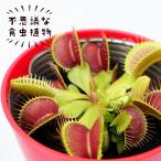 【予約販売】食虫植物 ハエトリグサ 3.5号鉢 不思議な食虫植物 観葉植物 インテリア 6月中旬以降発送