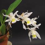 [.. нет предварительный заказ конечный срок ] [ предварительный заказ распродажа ]. Ran [ цветение видеть включено АО ] Cello jine InterMedia 9cm неглазурованный фарфор . горшок . орхидея интерьер yam 3 месяц средний . после отправка 