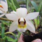 [.. нет предварительный заказ конечный срок ] [ предварительный заказ распродажа ]. Ran [ цветение видеть включено АО ] Cello jinelaktea*o-yama*. вид 9cm неглазурованный фарфор . горшок . орхидея интерьер yam 3 месяц средний . после отправка 