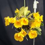 【予約販売】洋ラン【開花見込株】デンドロビウム ジェンケンシー 原種 7.5cm素焼き鉢 洋蘭 インテリア yam 6月上旬以降発送