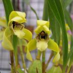 [ предварительный заказ распродажа ]. Ran [ цветение видеть включено АО ] maxi la задний поли fi Roth tere* Gold линия *. вид 7.5cm неглазурованный фарфор . горшок . ввод . орхидея интерьер yam 3 месяц средний . после отправка 