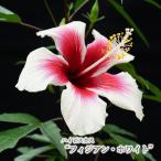 【まもなく予約締切】【予約販売】 ハイビスカス フィジアン ホワイト 9cmポット フィジー ホワイト インテリア ekz 5月下旬以降発送