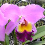 洋ランカトレアグロリエットスパーバ...