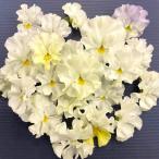 [ предварительный заказ распродажа ] viola jizeru9cm pot цветок рассада садоводство mezzo ndo viola 11 месяц средний . после отправка 