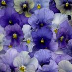 [ предварительный заказ распродажа ] viola синий ...9cm pot цветок рассада садоводство mezzo ndo viola 11 месяц средний . после отправка 