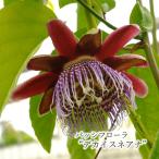 【予約販売】 パッシフローラ デカイスネアナ 9cmポット トケイソウ 時計草 パッションフラワー 花苗 庭木 ガーデニング ekz 5月下旬以降発送